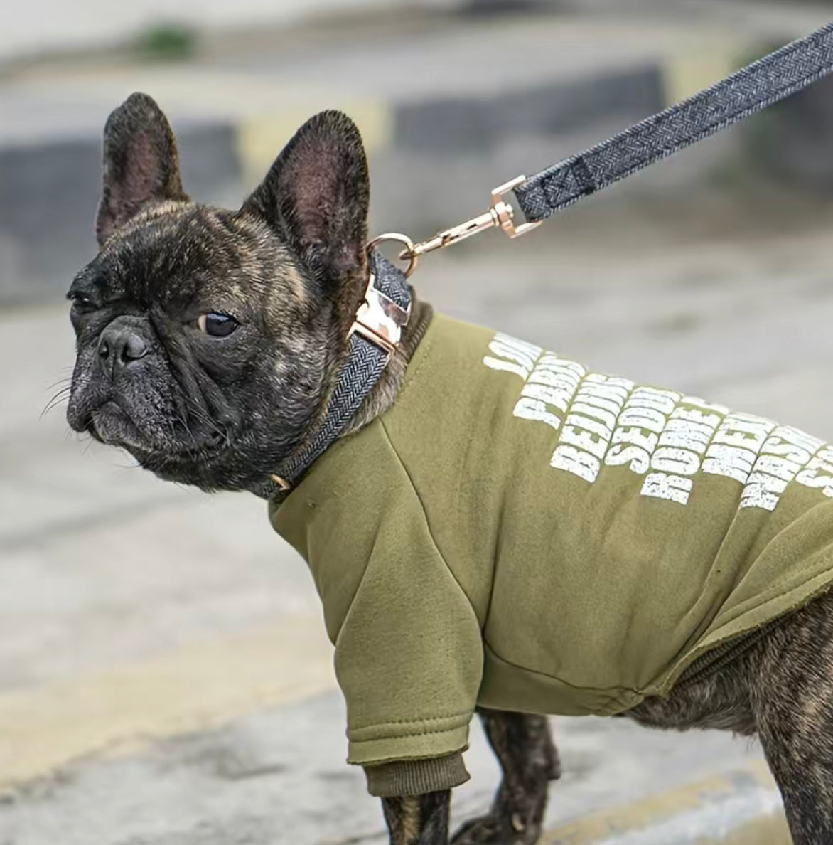 Hundehalsband Brosegold