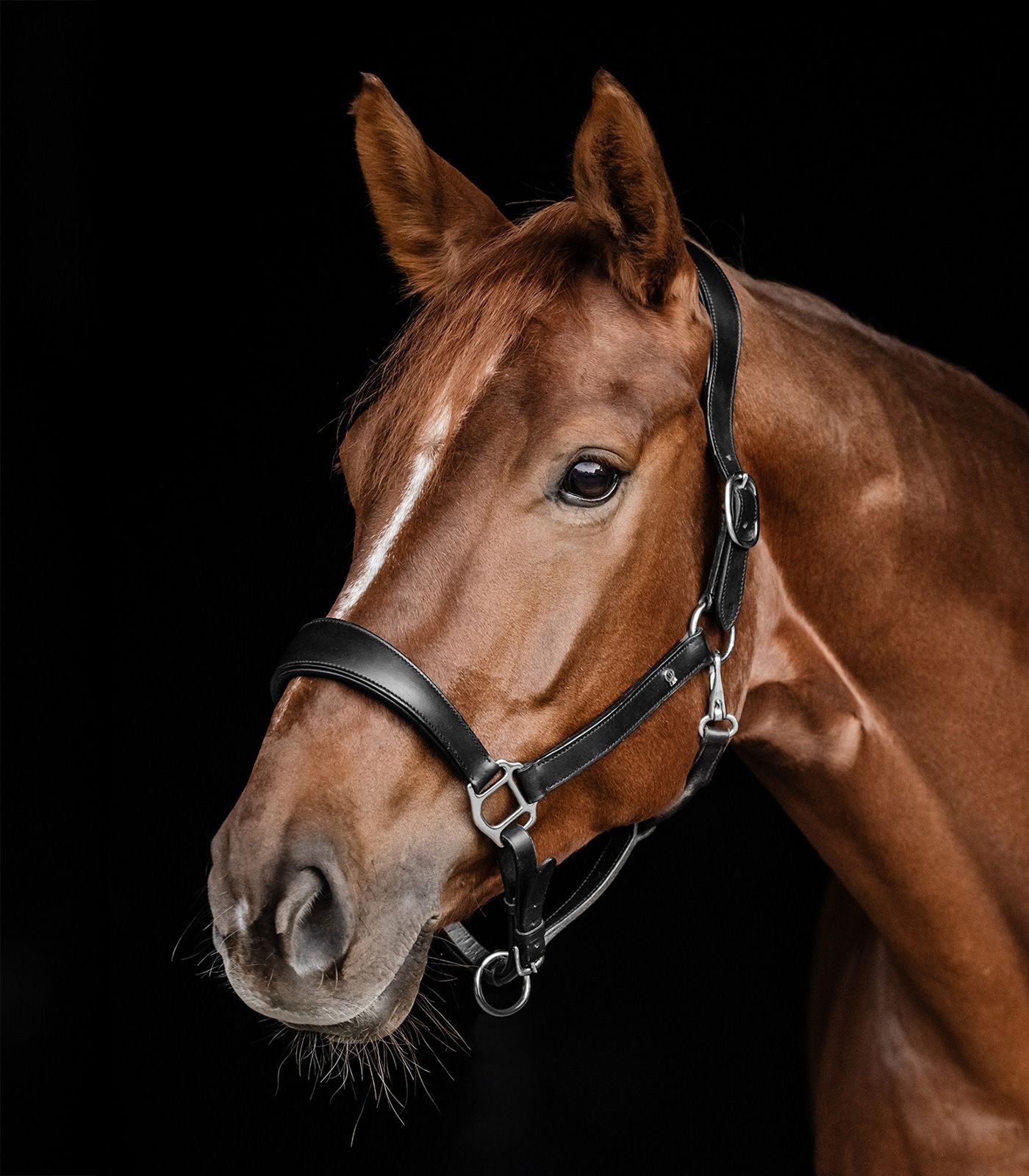 Lederhalfter S-Line Anatomic