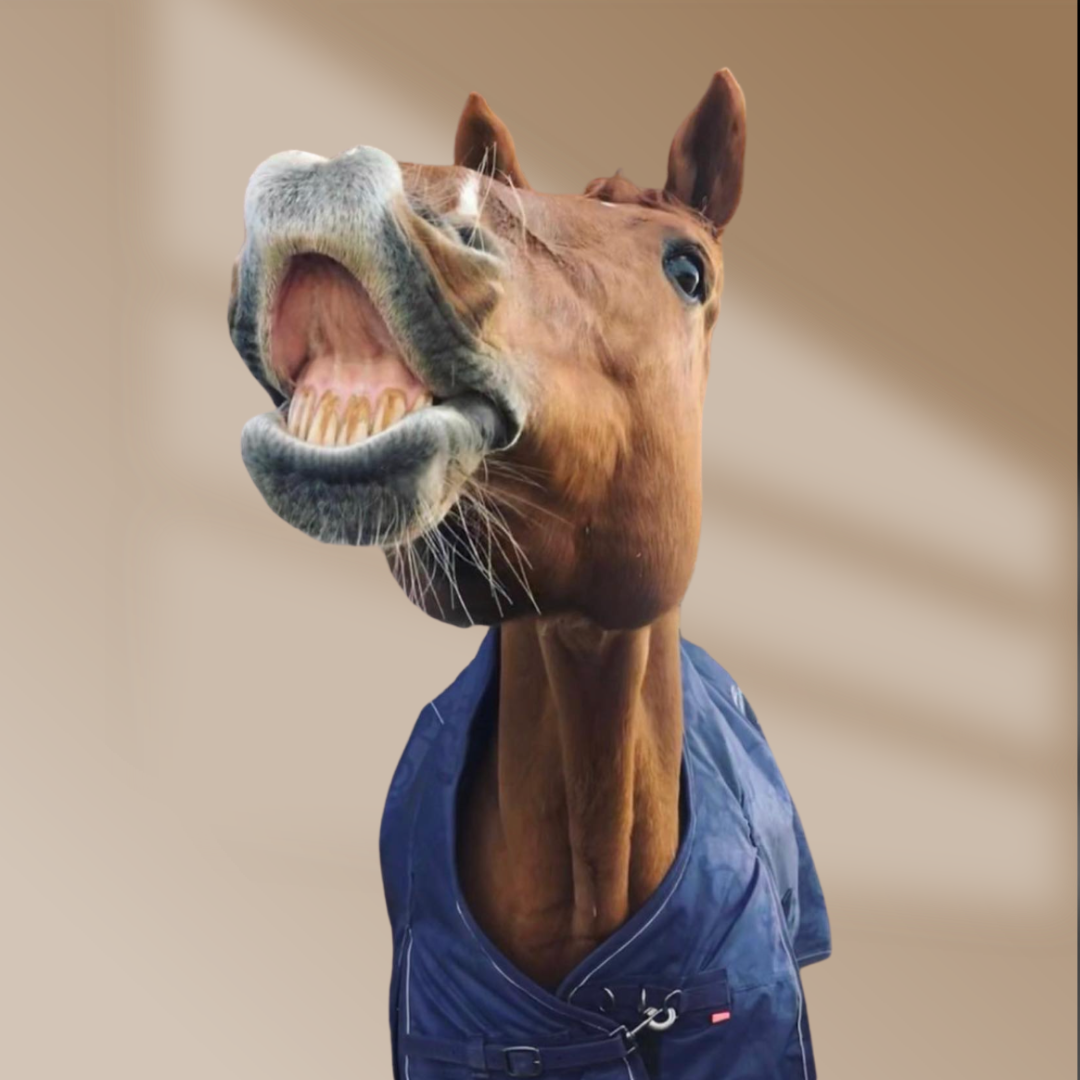 Reitsportwelt Outlet