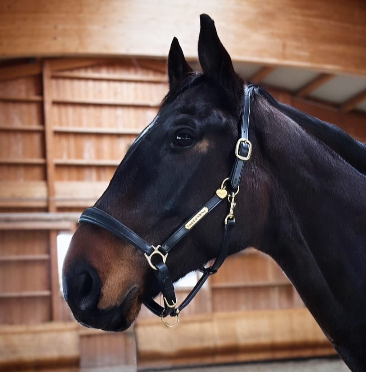 Halfter und Führstricke