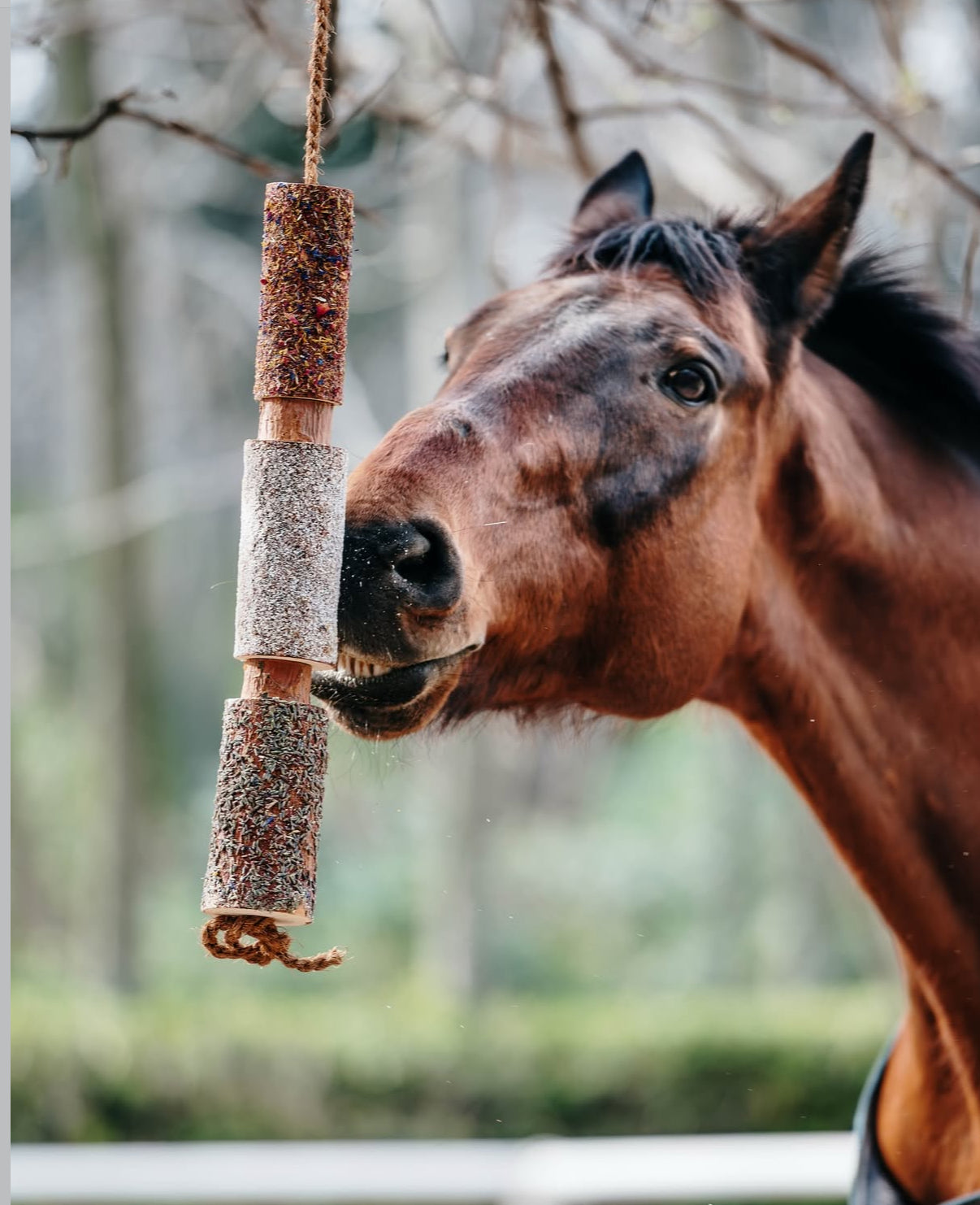 Futterzusätze und Leckerlis
