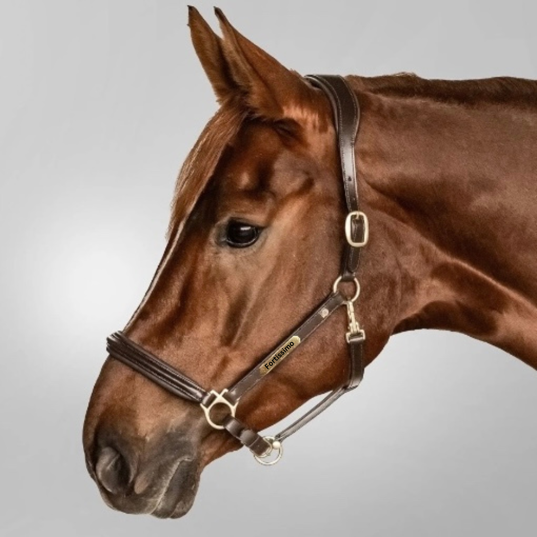 Lederhalfter S-Line Classy mit individueller Gravur