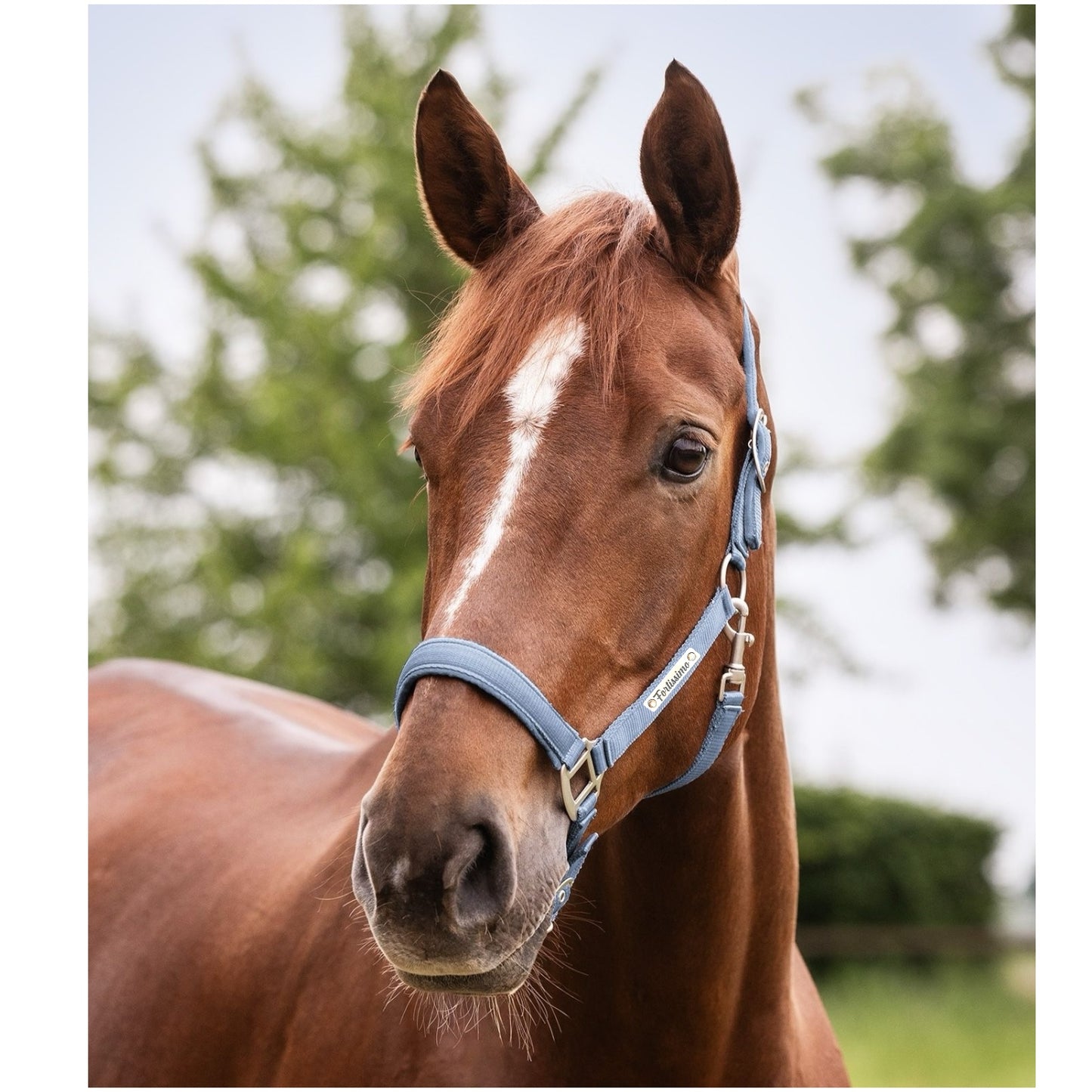 Halfter Satin individuell graviert