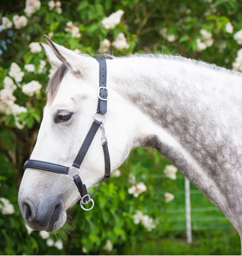 Halter Mela anatomically – mit individueller Gravur