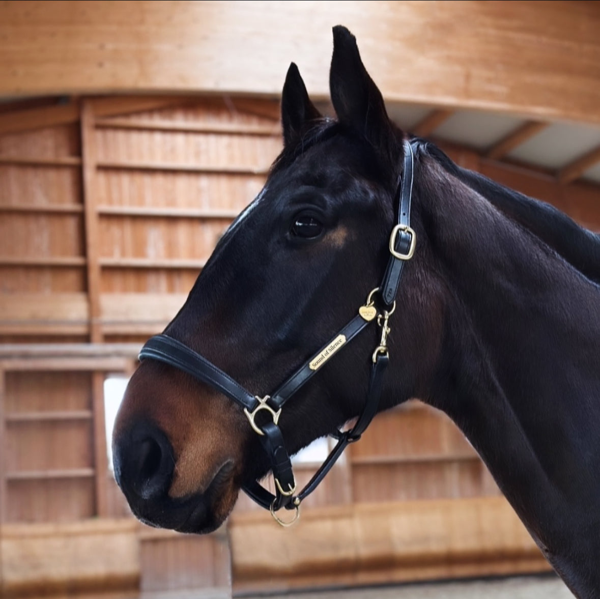 Premiere Lederhalfter mit individueller Gravur