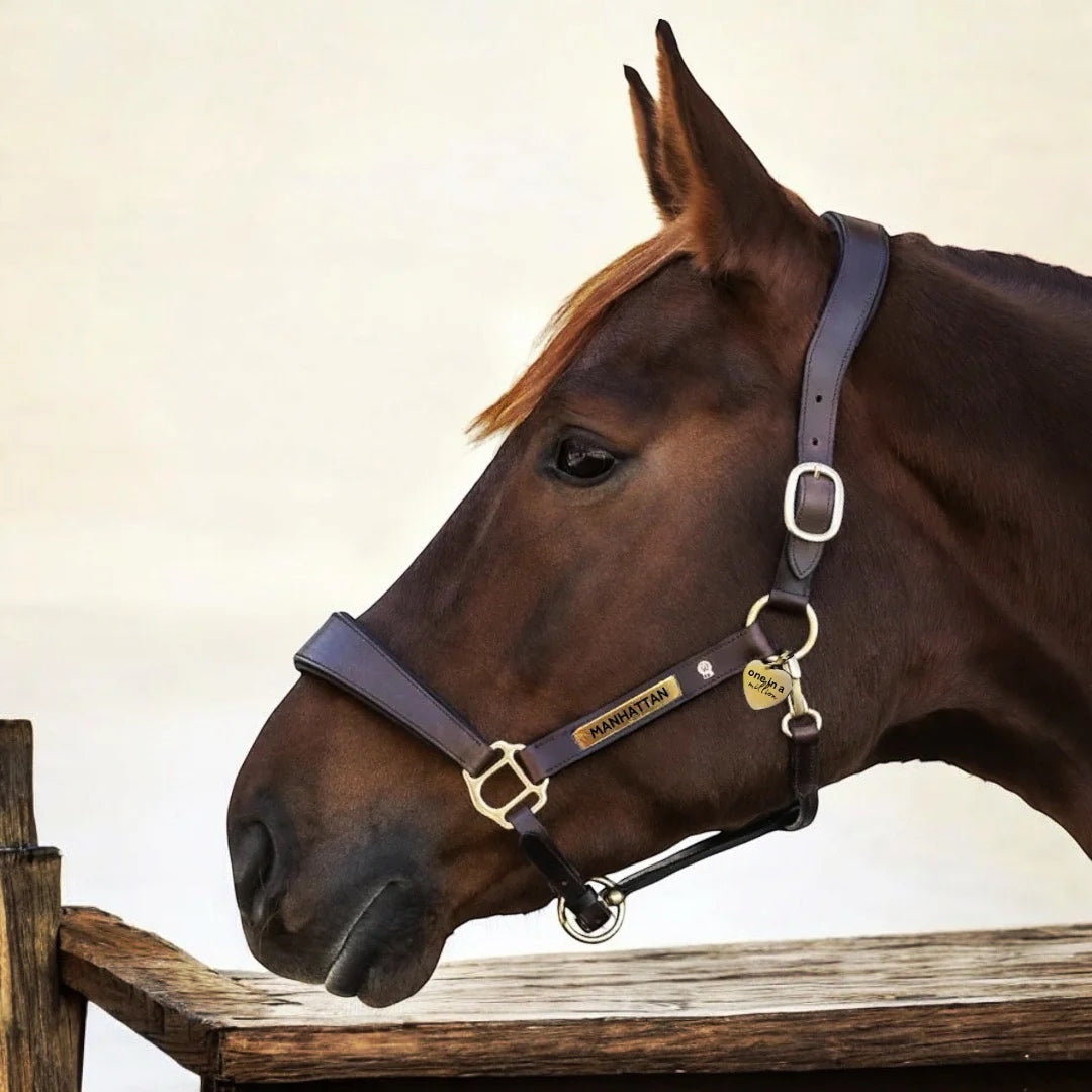 Lederhalfter Anatomic S-Line mit individueller Gravur Braun