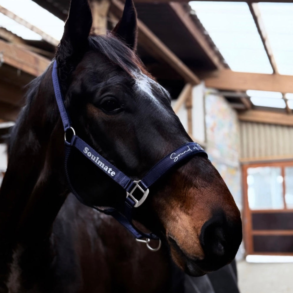 Halfter Satin individuell personalisiert