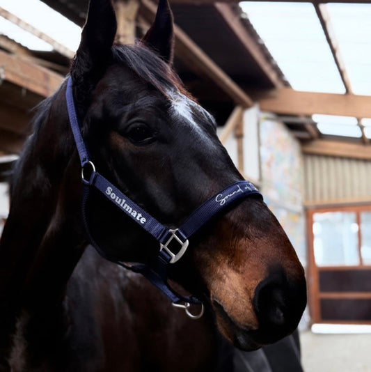 Halfter Satin individuell personalisiert