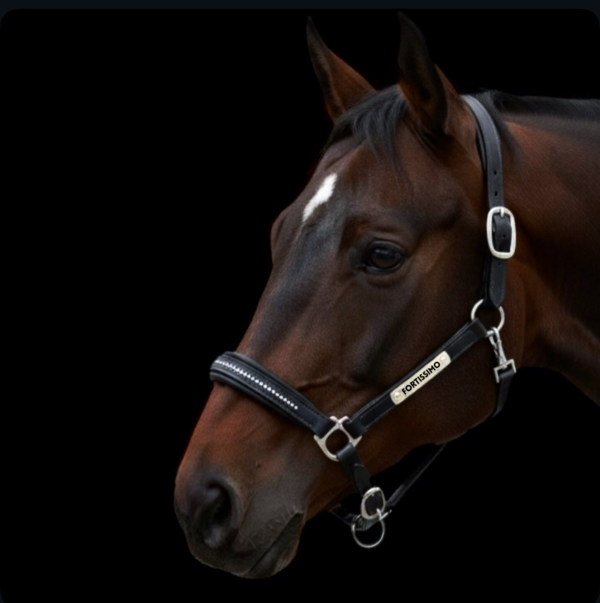 Lederhalfter Diamond mit individueller Gravur