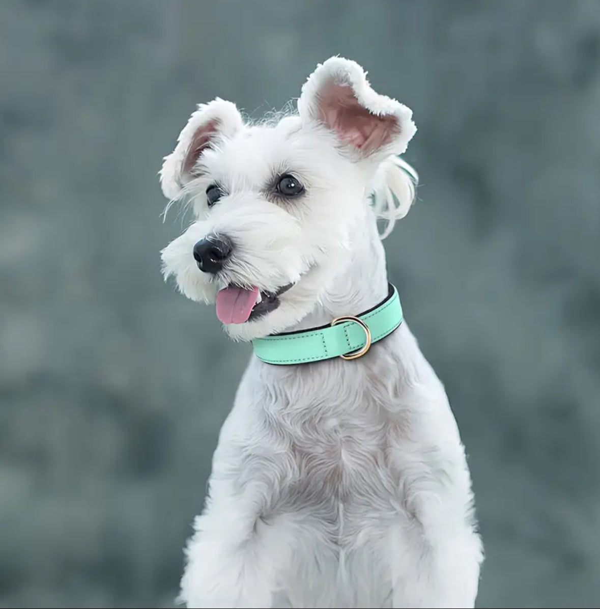 Hundehalsband Waterlove