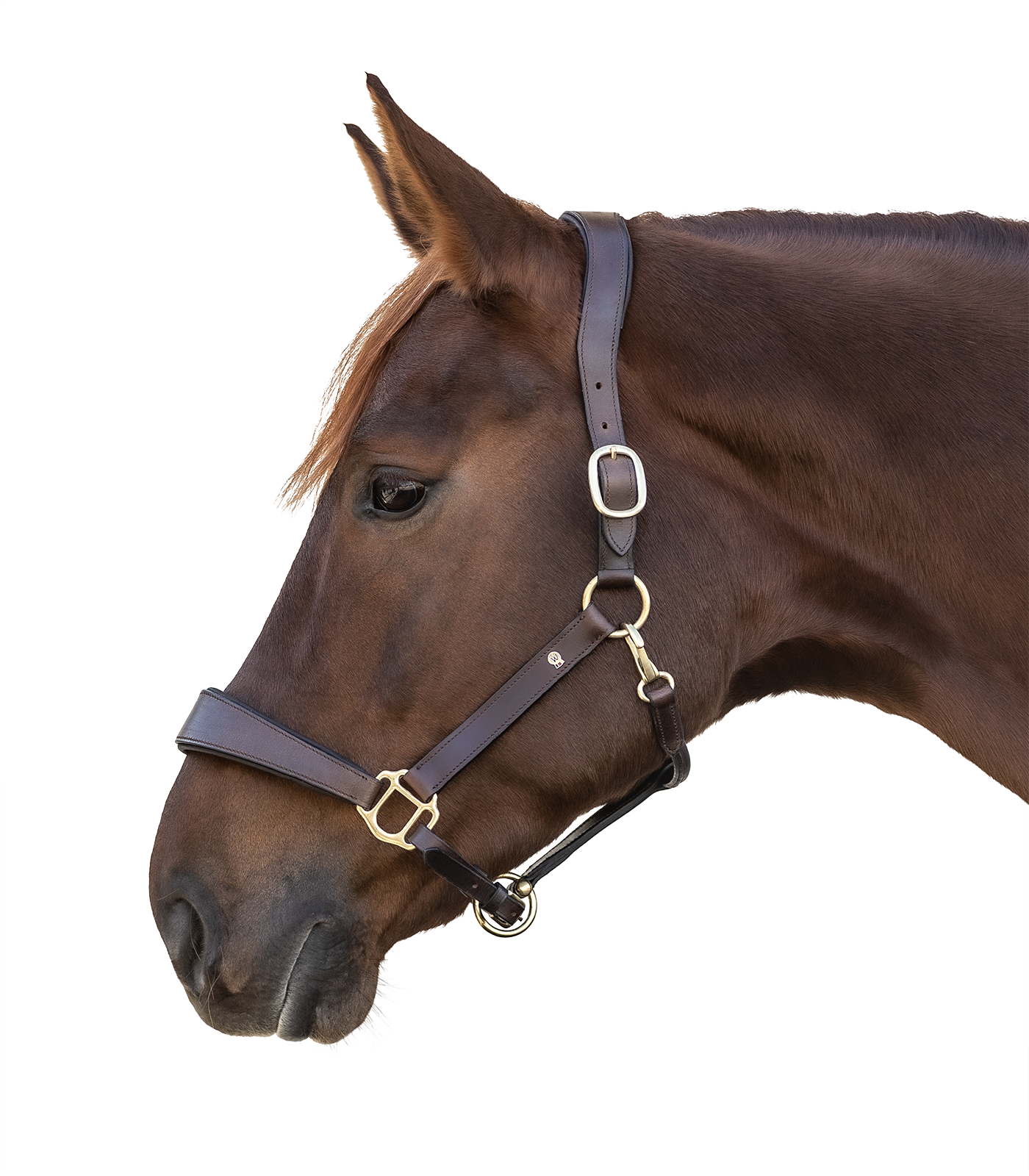 Lederhalfter S-Line Anatomic