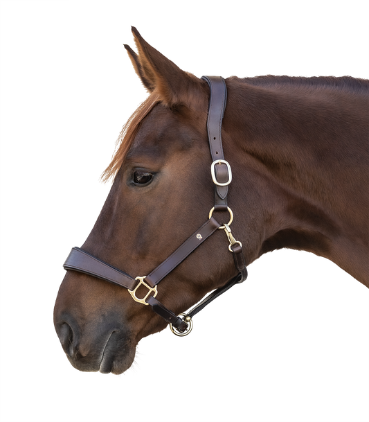 Lederhalfter S-Line Anatomic