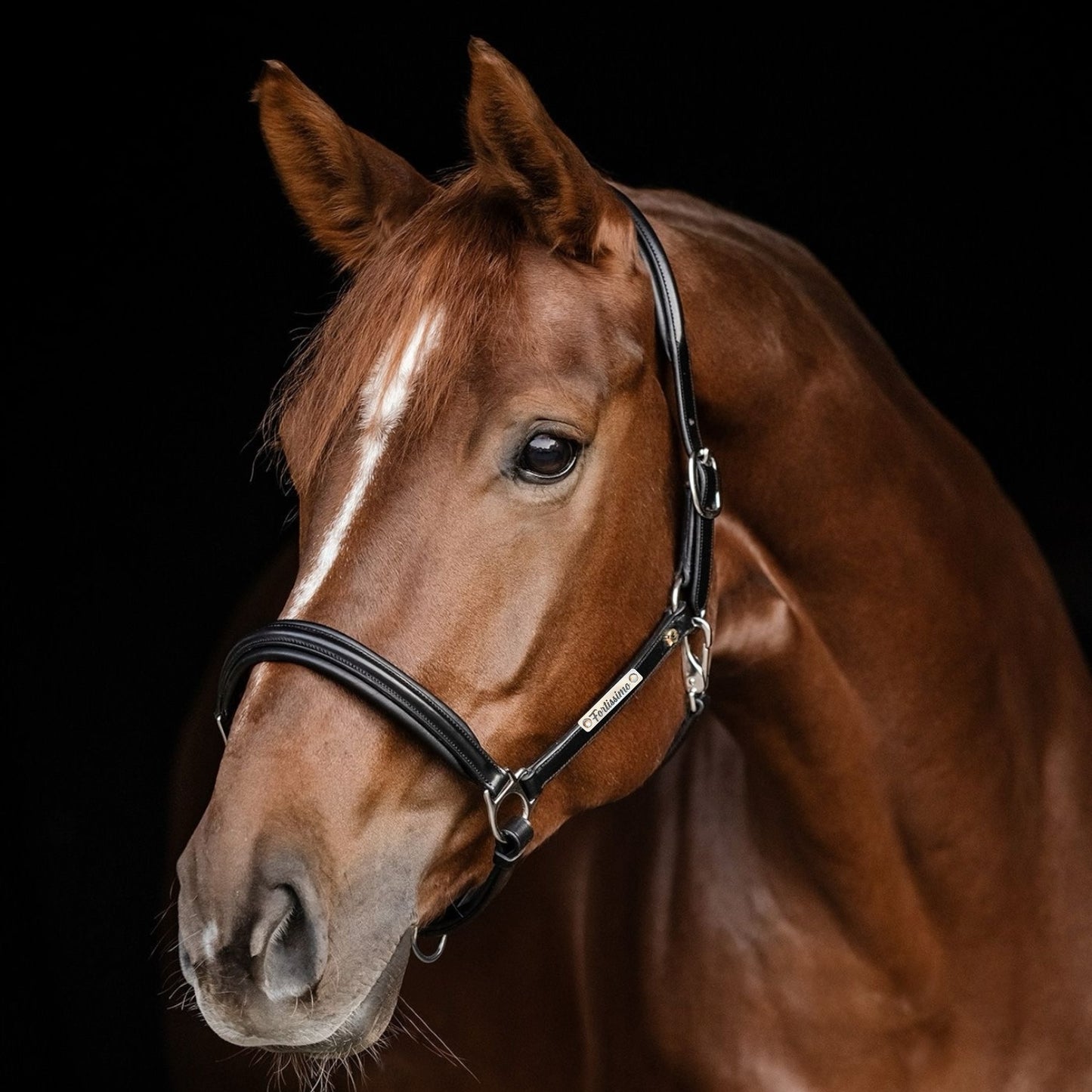 Lederhalfter S-Line Classy mit individueller Gravur