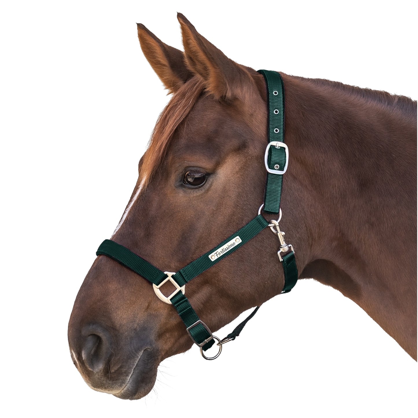 Halfter Satin individuell graviert