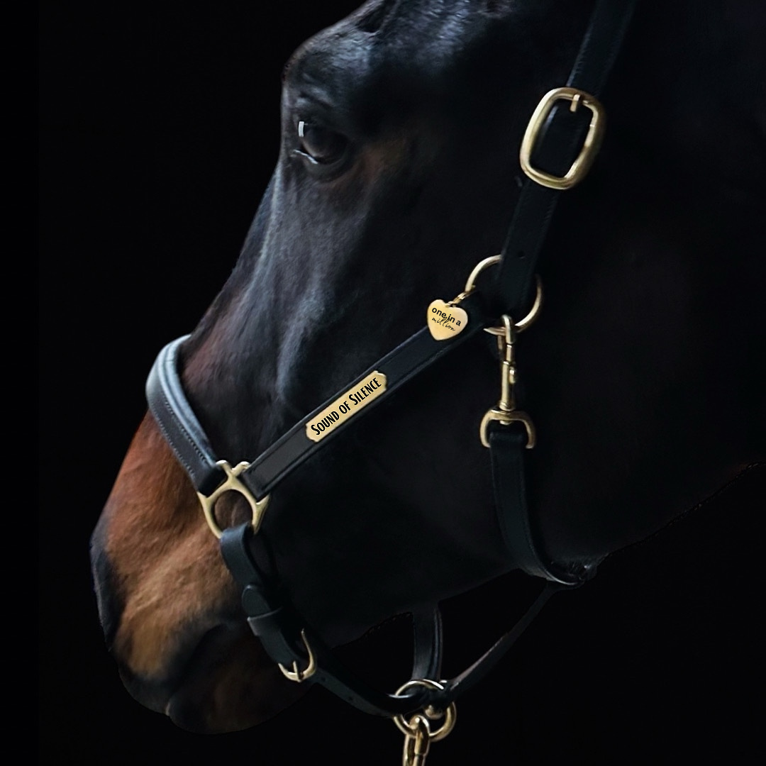 Premiere Lederhalfter mit individueller Gravur