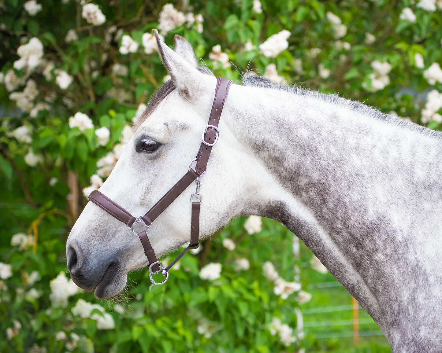 Halter Mela anatomically – mit individueller Gravur