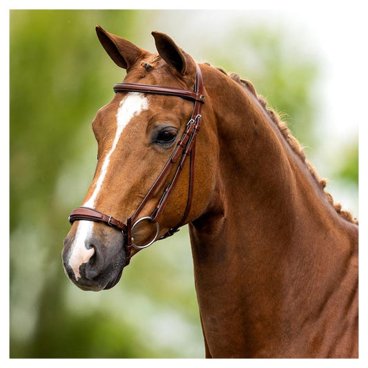 Hannoveranischer Zaum Turnham