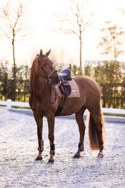 Schabracke Lovely Pearl Cappuccino