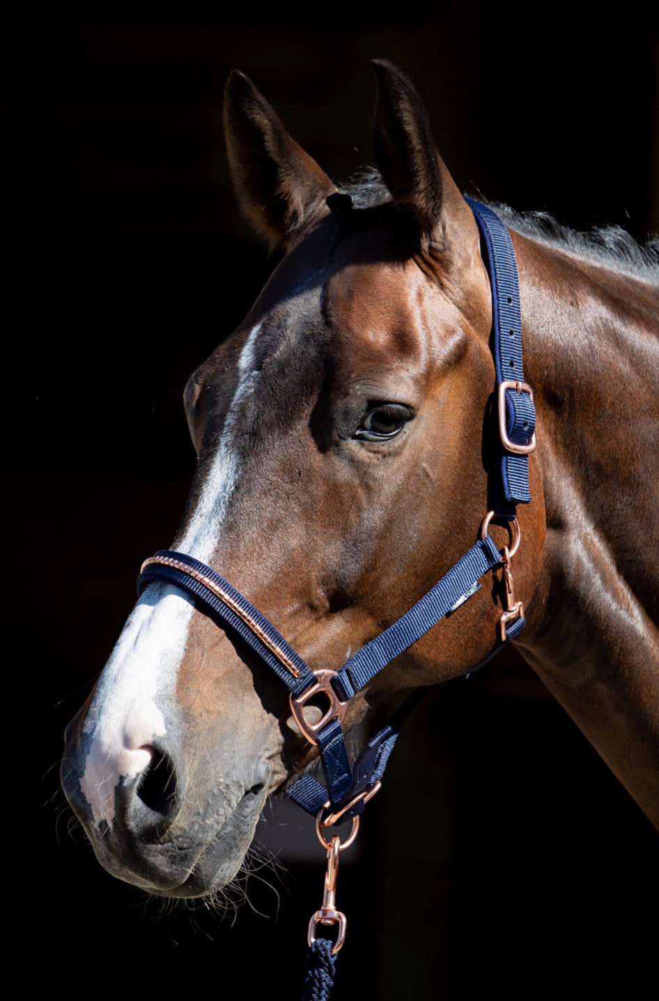 Halfterset Clincher Roségold Next - Reitsportwelt