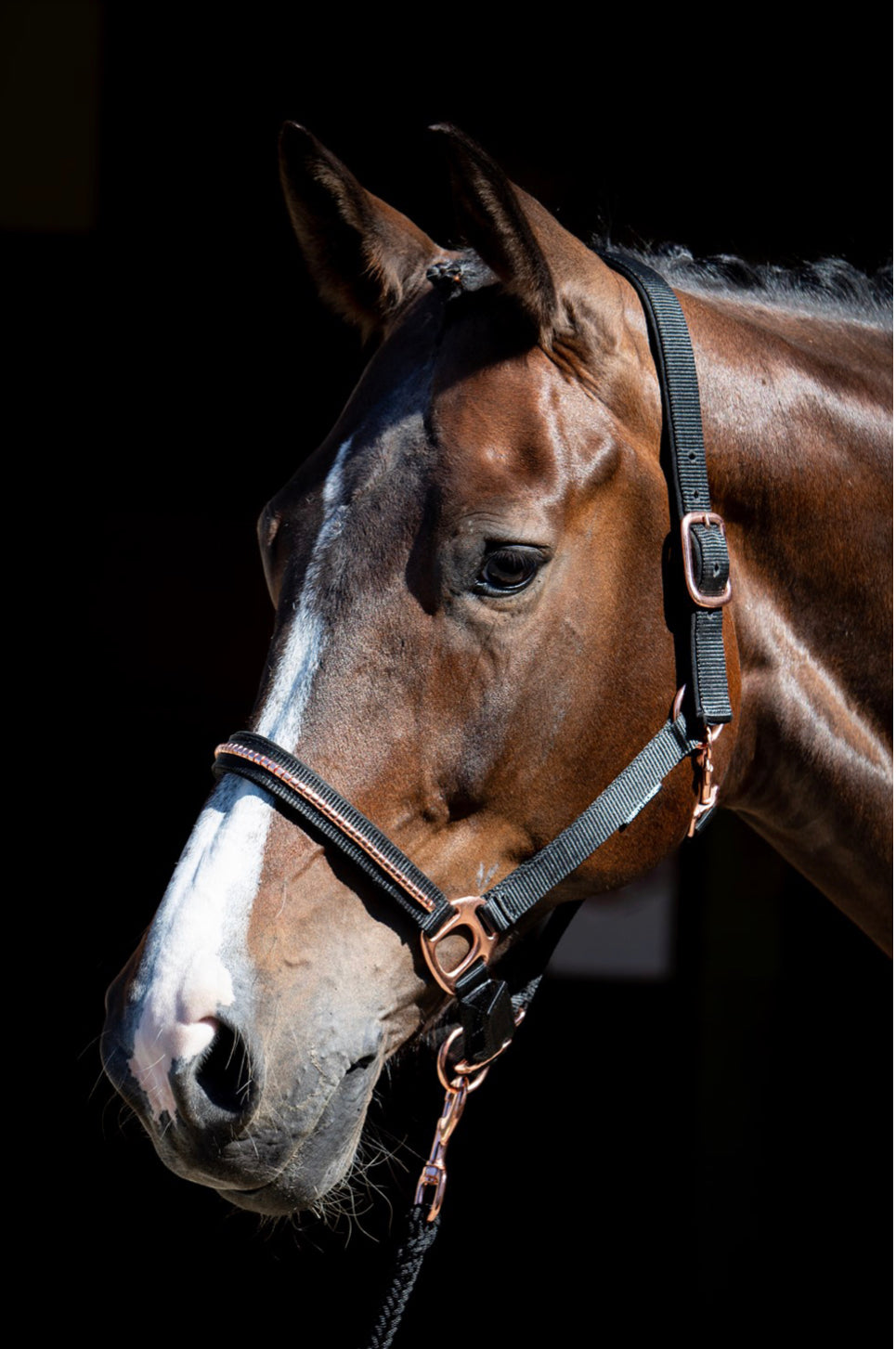 Halfterset Clincher Roségold Next - Reitsportwelt